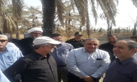 تعهد تعاون روستایی به خرید توافقی خرما برای حمایت از نخلداران خوزستان
